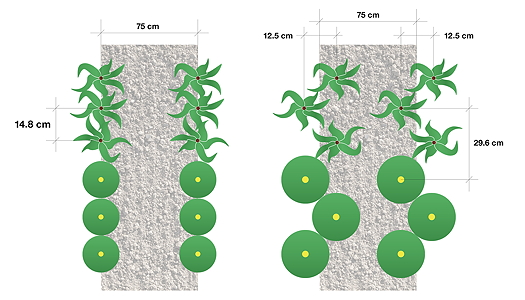 An example of conventional versus Duplex Seeding at a rate of example 90,000 seeds/ha.