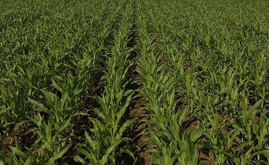 An example of conventional versus Duplex Seeding at a rate of example 90,000 seeds/ha. 