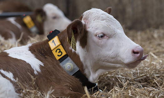 The Smart Calf System collar.