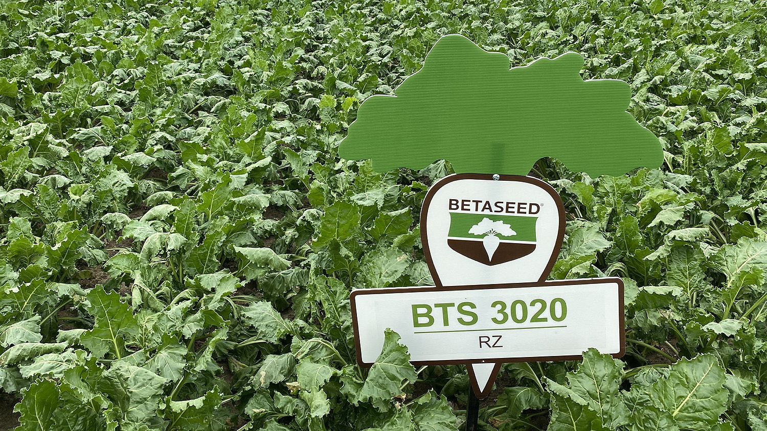 BTS 3020 from Limagrain provides an opportunity to drill early and is supported by a strong disease resistance package