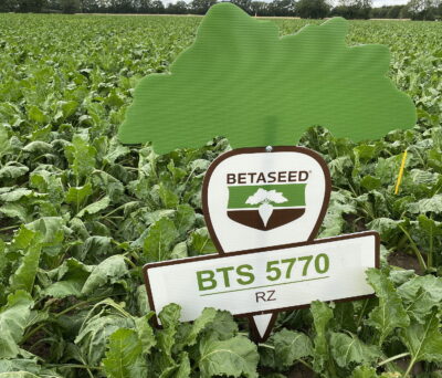 New variety BTS 5570 offers an exceptional disease resistance package, combined with a very high sugar content of 17.6%