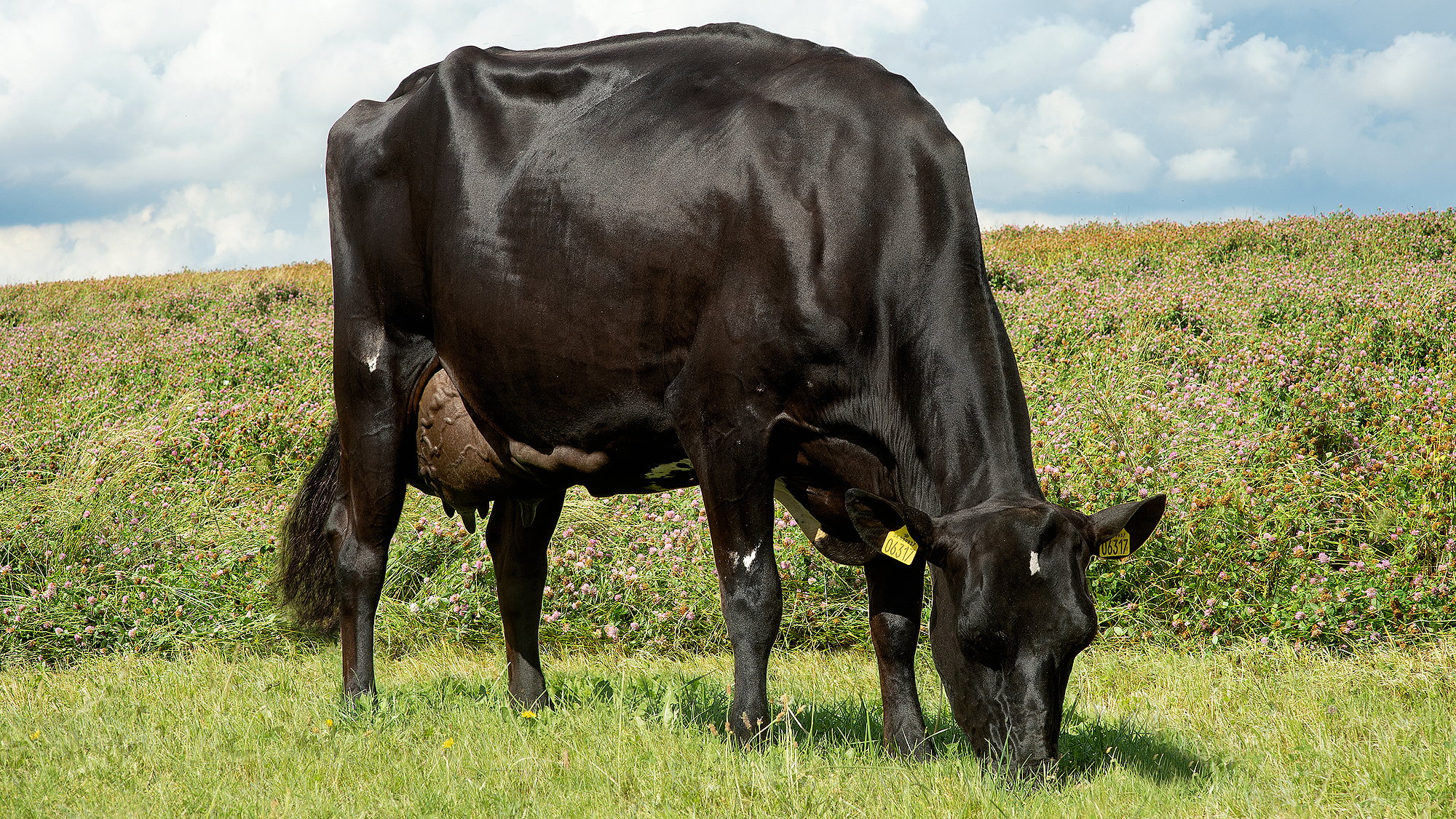 The Viking Genetics Viking Golden Cross dairy cow