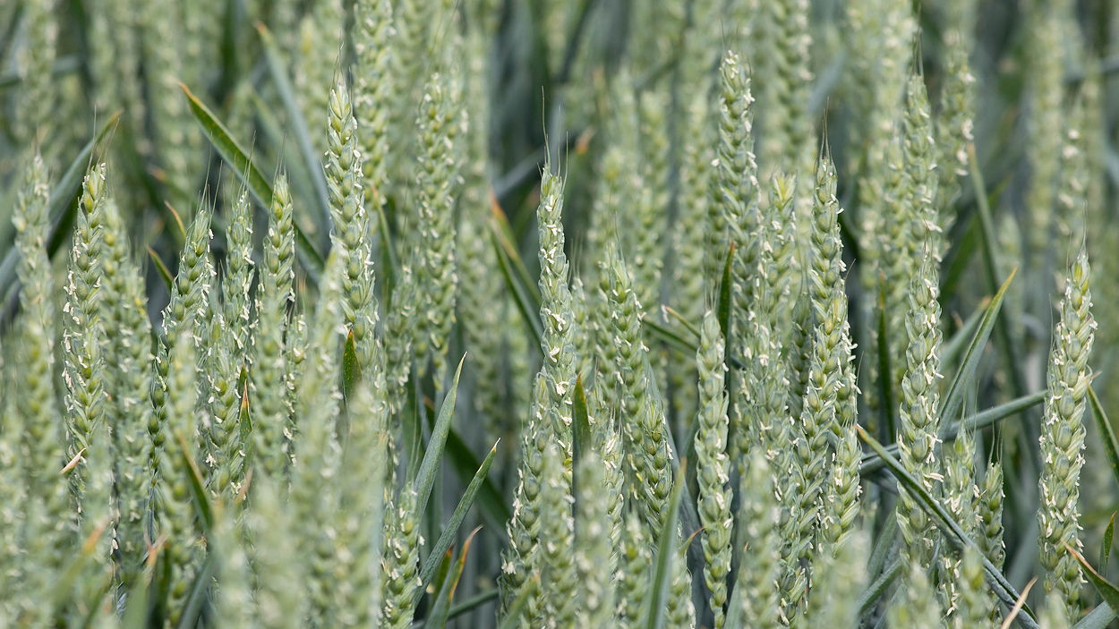 Limagrain's new biscuit wheat, LG Astonomer, is available for the 2021/22 season