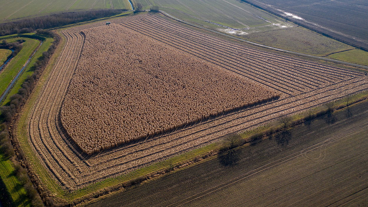 Miscanthus is an acknowledged carbon sink, taking CO2 from the atmosphere