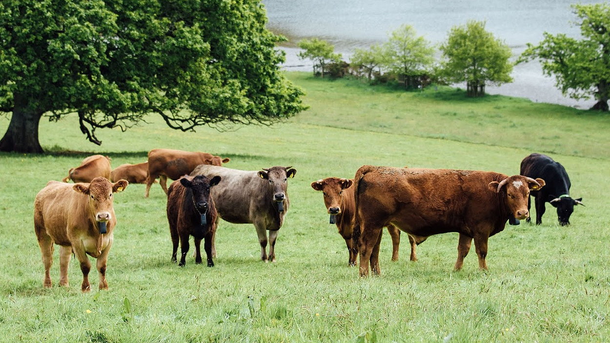 Livestock wearing Nofence collars can then be turned out into the area to graze with no physical fencing