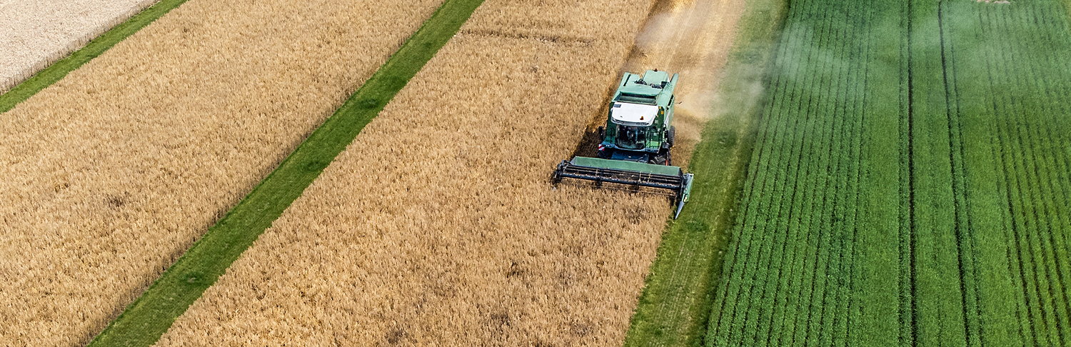 Harvesting underway in the CRF field trials