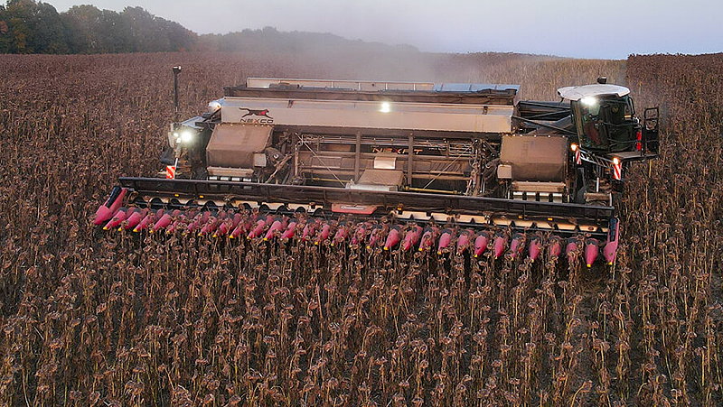 The Nexat system with its combine attachment at work in sunflowers