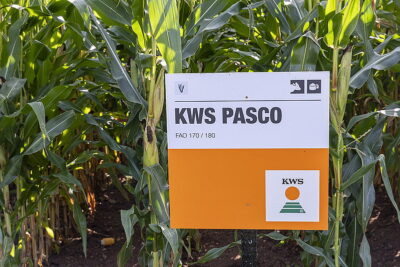 New hybrid early maize variety KWS Pasco