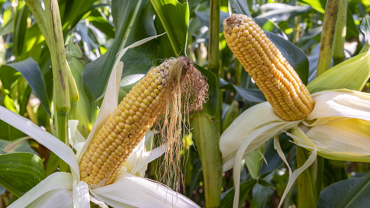 KWS Resolvo is an early forage maize variety with a yield potential of 18.5t/ha