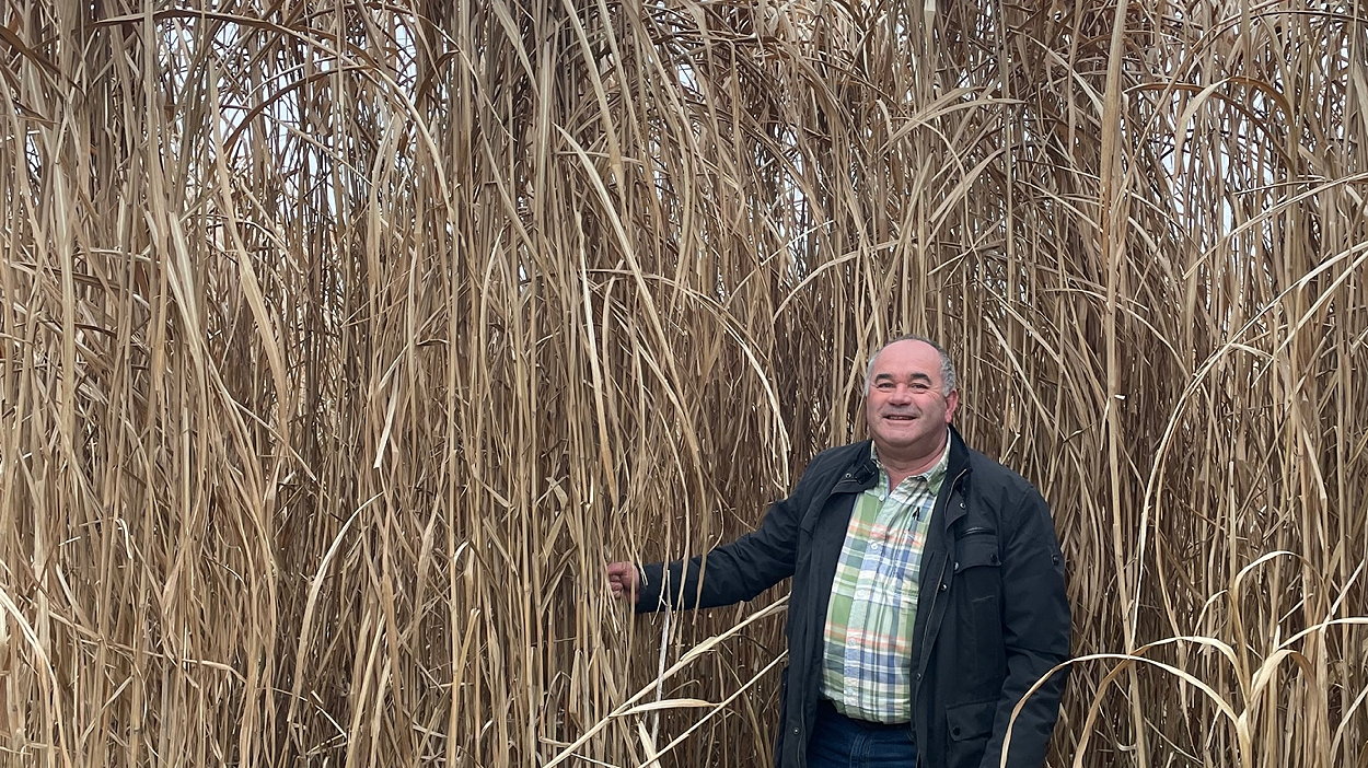 Norfolk farmer Andrew Thornton has made a long-term investment in growing miscanthus