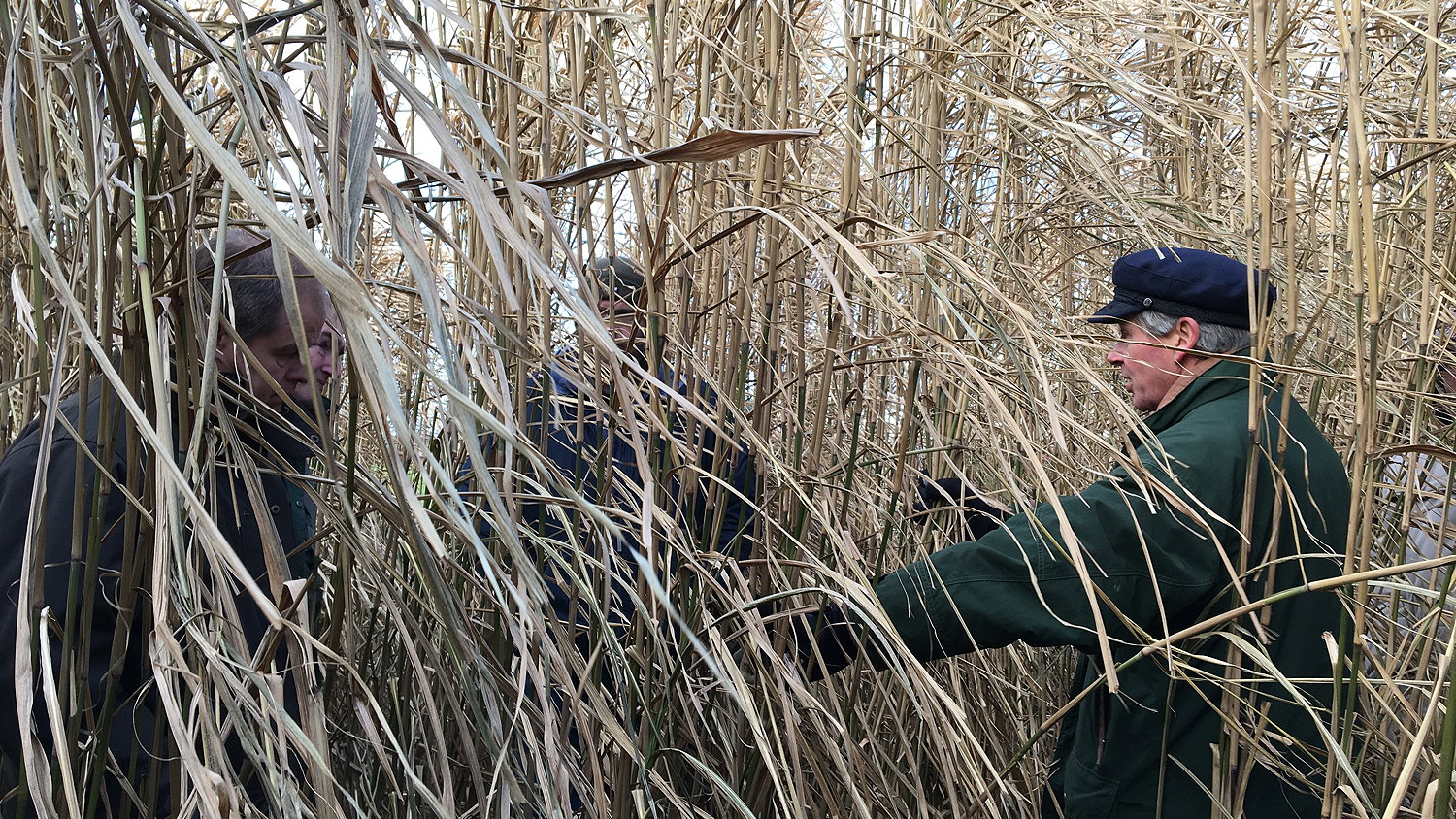 The low input carbon negative crop miscanthus is hailed as a robust diversification option