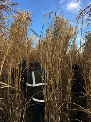 The miscanthus farm walks will look at ways farmers can harness new opportunities to future proof their businesses