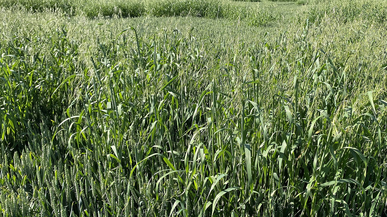 Wild oats are one of the most competitive grass weeds with just one plant per square metre able to reduce winter cereal yields by as much as 1%