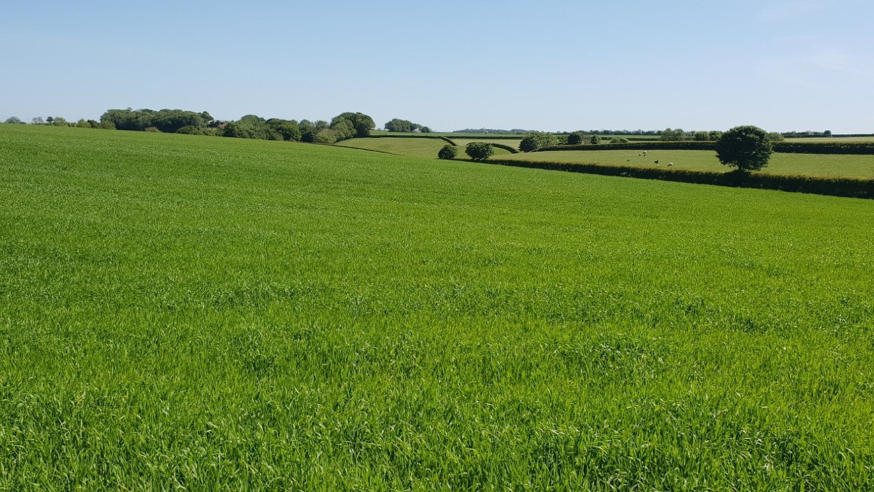 Evalina spring barley from Cope Seeds