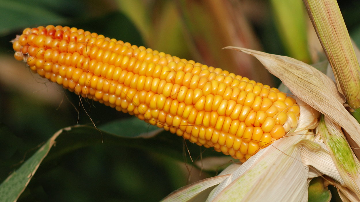 KWS Exelon is a new early maize variety