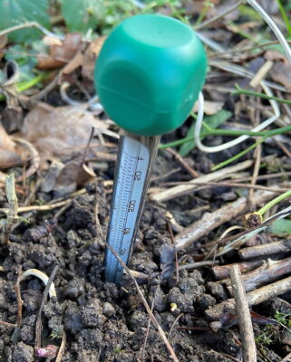 Spring root growth typically begins when the soil temperature in the root zone reaches 4.5 to 5.0C