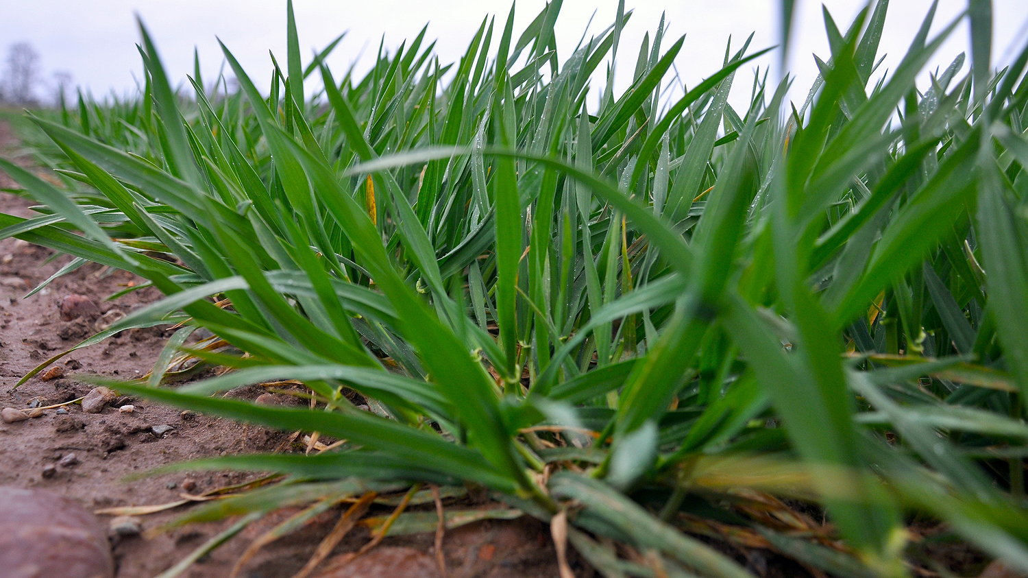 The first dose of nitrogen fertiliser on hybrid barley is key for feeding the crop’s spring hybrid vigour and supporting the optimum number of tillers for yield