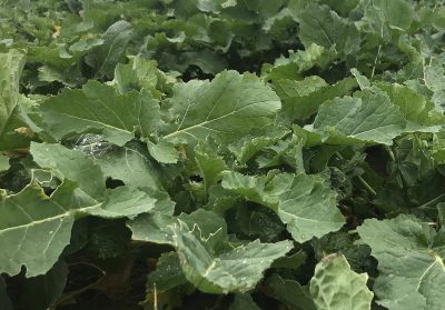 Applying sulphur as part of a spring nutrition programme can help plants use nitrogen effectively, especially those with high nitrogen requirements such as oilseed rape