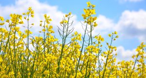 Strong prices mean oilseed rape crops are well worth looking after properly