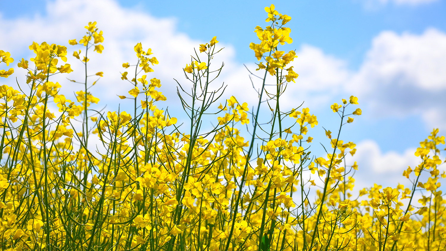 Strong prices mean oilseed rape crops are well worth looking after properly