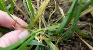 Yellow rust in winter wheat.