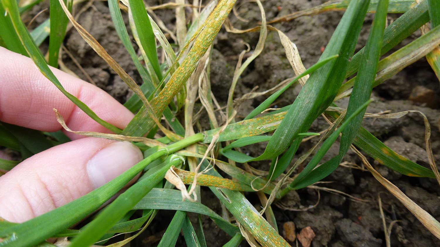 Yellow rust in winter wheat.