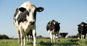 A trial at Reading University showed Anpario's Optomega range reduced methane production by dairy cows