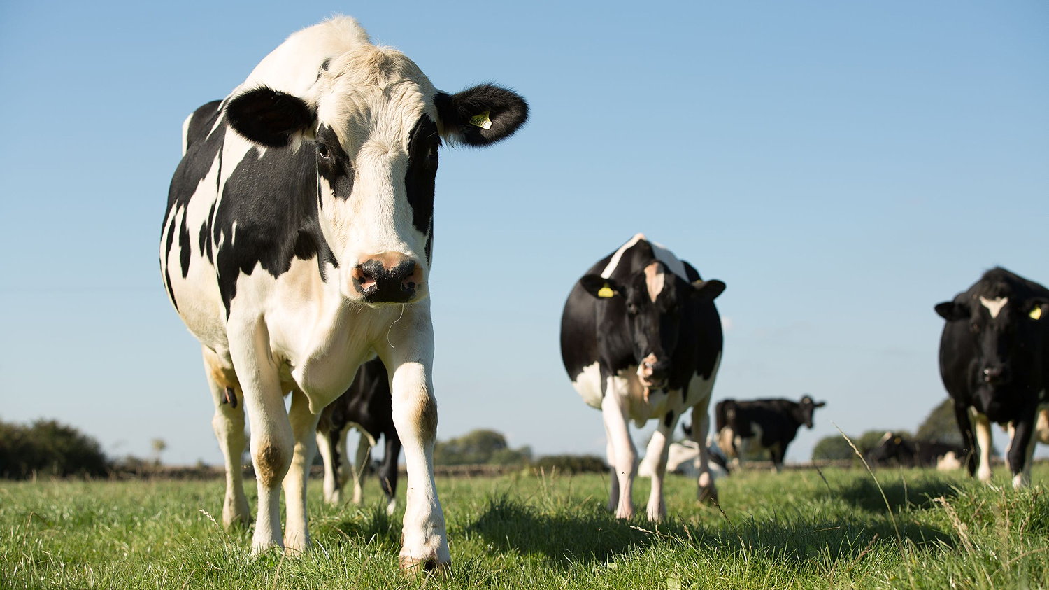 A trial at Reading University showed Anpario's Optomega range reduced methane production by dairy cows