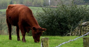 Cope Seeds warns that old leys can have a detrimental effect on milk and meat production costs