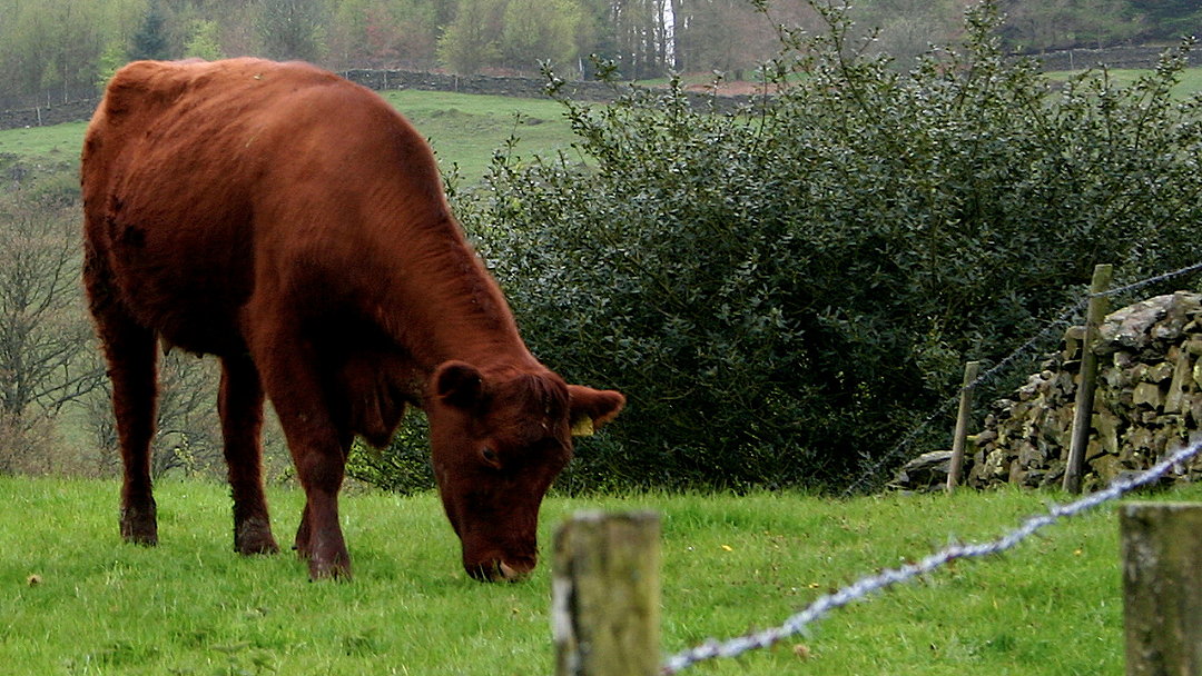 Cope Seeds warns that old leys can have a detrimental effect on milk and meat production costs