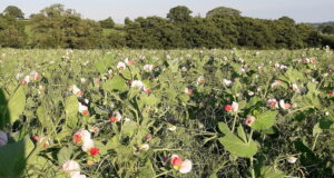 A Cope Seeds pea and barley mix planted as an arable silage crop