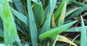 Septoria in Crusoe winter wheat, but what risk does it pose to the crop?