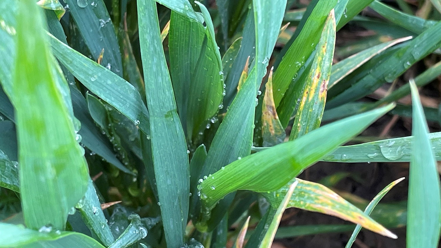 Septoria in Crusoe winter wheat, but what risk does it pose to the crop?