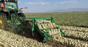 Nicholson's Windrowers are designed to lift onions while removing soil from the roots and gently placing them back onto the soil in a uniformed windrow to enhance drying