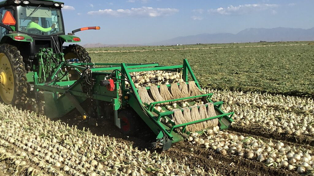 Nicholson's Windrowers are designed to lift onions while removing soil from the roots and gently placing them back onto the soil in a uniformed windrow to enhance drying