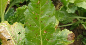 Caligula from Bayer Crop Science will allow better control of the late-season sugar beet disease Cercospora leaf spot.