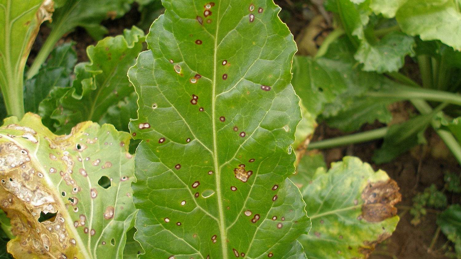 Caligula from Bayer Crop Science will allow better control of the late-season sugar beet disease Cercospora leaf spot.