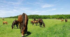 Durable grass blends are required for horse paddocks.