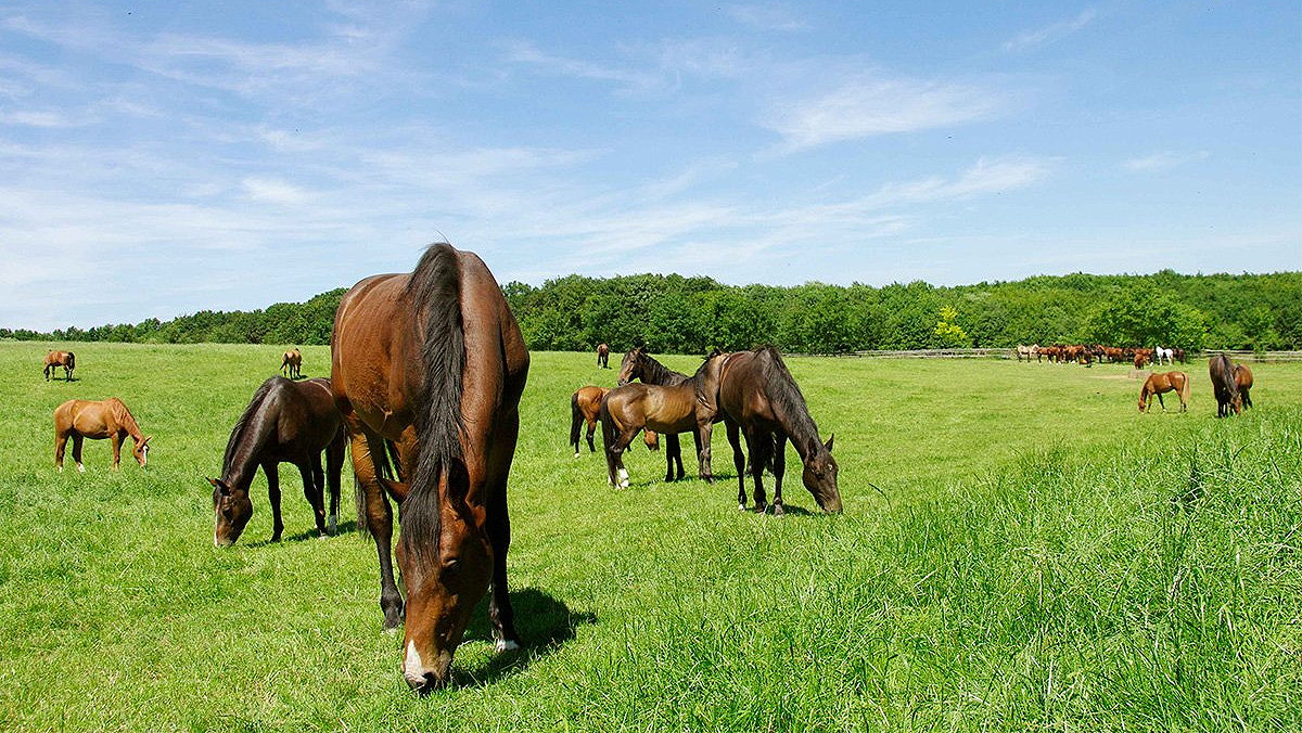 Durable grass blends are required for horse paddocks.