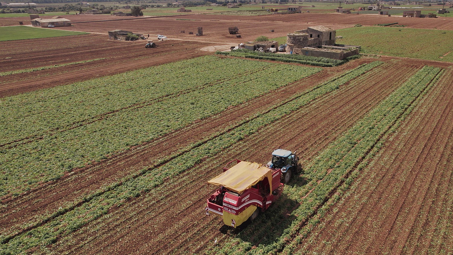 HarvestEye has been trialling its potato crop analysis technology on the Spanish Island of Mallorca.