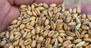 Cope Seeds' hard wheat blend Apex is made up of 50 per cent Nelson and 50 per cent Extase.