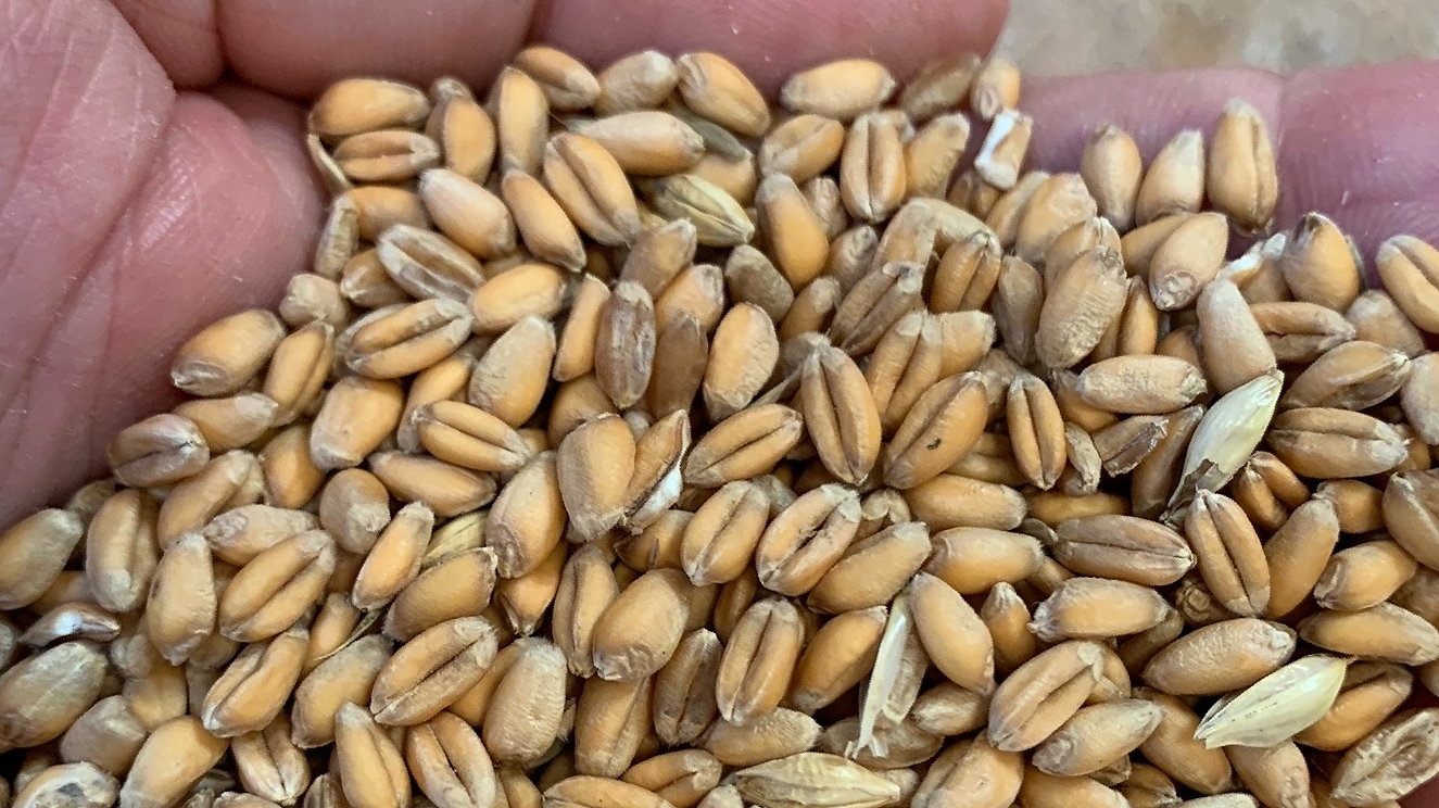 Cope Seeds' hard wheat blend Apex is made up of 50 per cent Nelson and 50 per cent Extase.