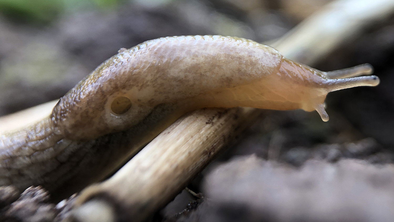 Using silicon biostimulants boosts the genetic potential of plants by strengthening cells, enhancing cuticle thickness, and increasing leaf hair length, which makes the crop more resilient to slugs.