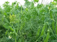 Limagrain is collaborating with Canada's Saskatchewan Pulse Growers for breeding peas and lentils.