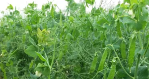 Limagrain is collaborating with Canada's Saskatchewan Pulse Growers for breeding peas and lentils.