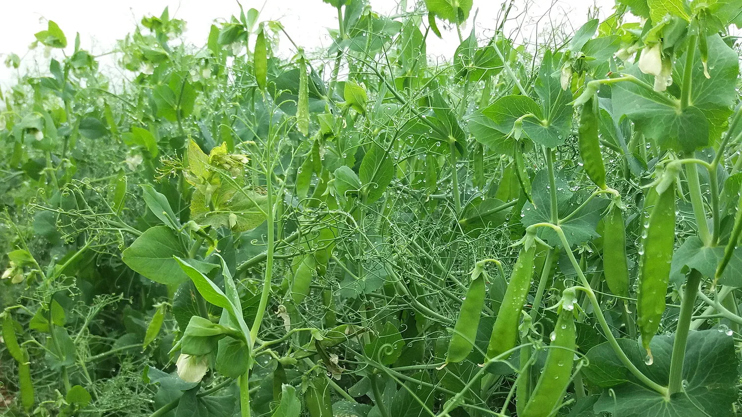 Limagrain is collaborating with Canada's Saskatchewan Pulse Growers for breeding peas and lentils.