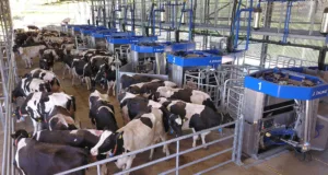 DeLaval's VMS automated milking system is the result of thousands of hours of development focused on finding ways to help dairy farmers deliver more, better-quality milk from healthier cows.