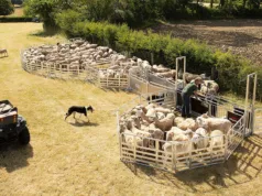 Mobile sheep handling systems such as Allflex's Alligator Pro are eligible for grant funding in England and Wales.