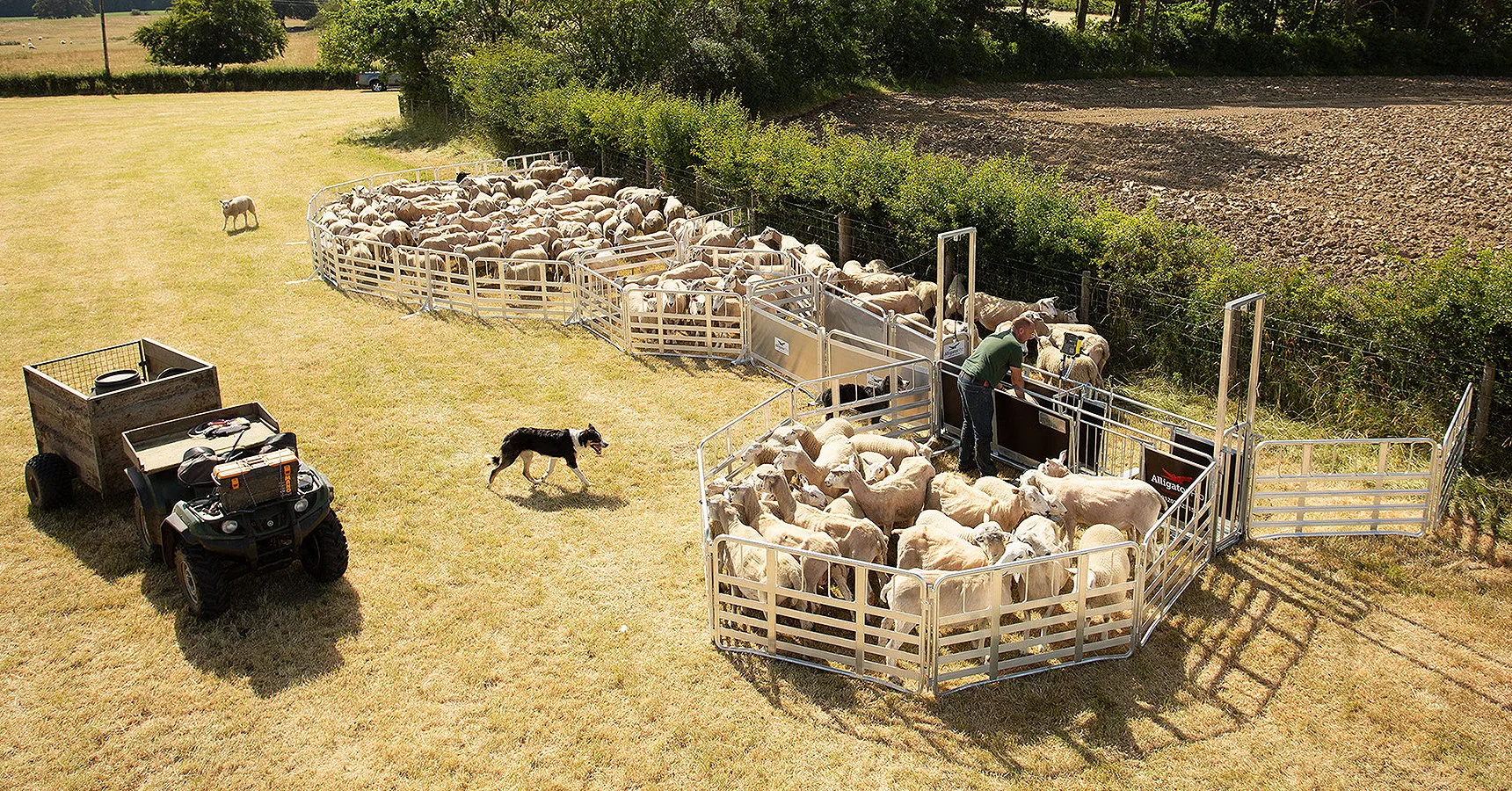 Mobile sheep handling systems such as Allflex's Alligator Pro are eligible for grant funding in England and Wales.