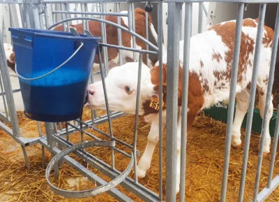 The new Calf Buddy system from Dairy Spares enables calves reared in hutches to benefit from Milk Bar’s slow-feeding teat. 